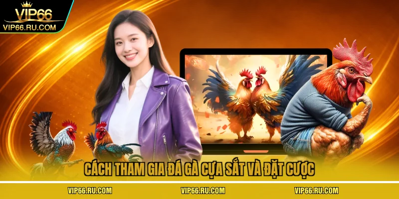 Cách tham gia đá gà cựa sắt và đặt cược