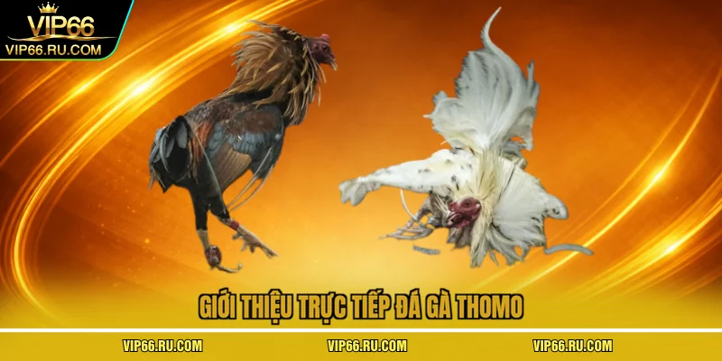 Giới thiệu trực tiếp đá gà thomo