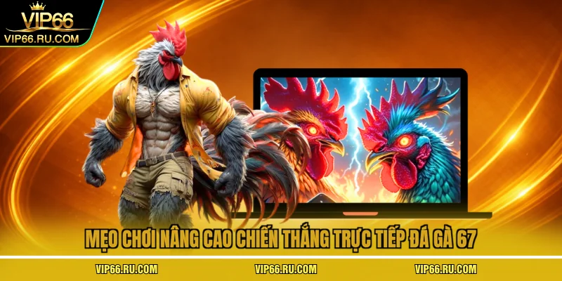 Mẹo chơi nâng cao chiến thắng trực tiếp đá gà 67