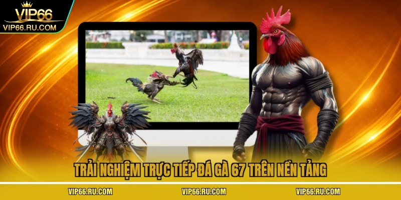 Trải nghiệm trực tiếp đá gà 67 trên nền tảng