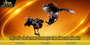 Trực tiếp đá gà Thomo